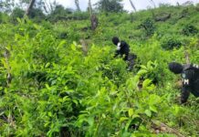 Exjefe de operaciones de la DEA señala que este año se ha reduciendo el cultivo de drogas en Honduras