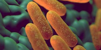 Secretaría de Salud emite alerta epidemiológica por Salmonella