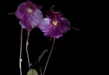 Descubren en Perú un nuevo tipo de orquídea que crece a más de 3,500 metros de altura