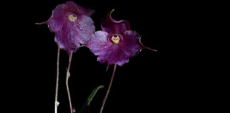 Descubren en Perú un nuevo tipo de orquídea que crece a más de 3,500 metros de altura