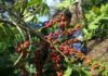 Se agrava la escasez de mano de obra en la caficultura en Honduras