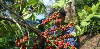 Se agrava la escasez de mano de obra en la caficultura en Honduras