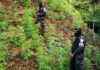 Aseguran alrededor de 97 mil plantas de marihuana en cultivos y viveros de Trojes, El Paraíso
