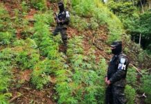 Aseguran alrededor de 97 mil plantas de marihuana en cultivos y viveros de Trojes, El Paraíso