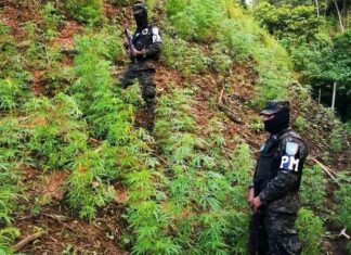 Aseguran alrededor de 97 mil plantas de marihuana en cultivos y viveros de Trojes, El Paraíso
