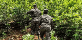 Según centro de investigación, Honduras produce cocaína en cantidades industriales