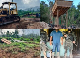 FFAA descubre tala ilegal de 100 manzanas de bosque en Gracias a Dios