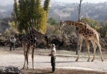 La jirafa Benito se integra a su nueva familia tras vivir maltratada en el norte de México