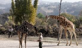 La jirafa Benito se integra a su nueva familia tras vivir maltratada en el norte de México