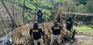 Agentes policiales erradican 10 manzanas con cultivos de marihuana en Olancho
