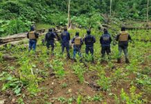 Honduras destruyó más de 3 millones de arbustos de coca en el 2023