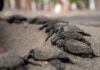Nicaragua ha liberado en el Pacífico 51,000 tortugas, una especie en peligro de extinción
