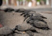 Nicaragua ha liberado en el Pacífico 51,000 tortugas, una especie en peligro de extinción