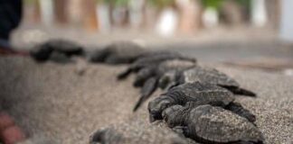 Nicaragua ha liberado en el Pacífico 51,000 tortugas, una especie en peligro de extinción