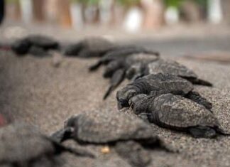 Nicaragua ha liberado en el Pacífico 51,000 tortugas, una especie en peligro de extinción