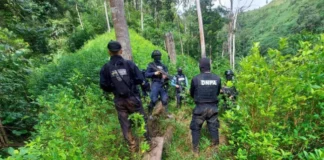 Decomisan 56 mil plantas de coca y narcolaboratorio en Colón