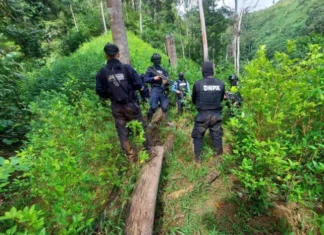 Decomisan 56 mil plantas de coca y narcolaboratorio en Colón