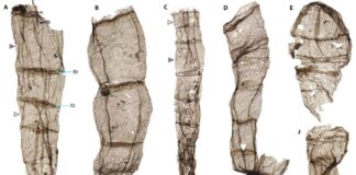 Hallan en China los fósiles multicelulares más antiguos, de 1.635 millones de años
