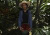 Hondureña echa mano de la innovación y las buenas prácticas para cosechar un café especial