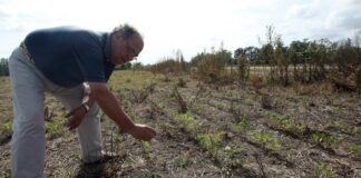 La sequía y las altas temperaturas ponen en peligro la producción de alimentos en Honduras