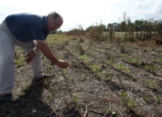La sequía y las altas temperaturas ponen en peligro la producción de alimentos en Honduras