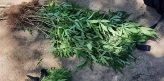 La Policía Nacional incautan 70 arbustos de marihuana en una vivienda en Olanchito