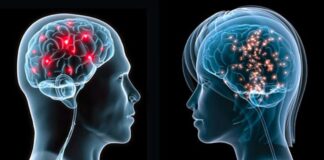 La Inteligencia Artificial identifica que los cerebros de hombres y mujeres se organizan de forma diferente