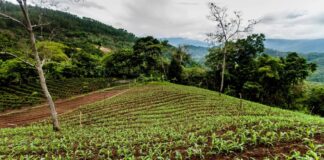 Escasez de dólares afecta a productores para la compra de semillas en temporada de siembra