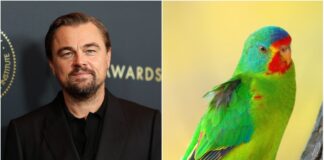 Leonardo DiCaprio pide el fin de la tala en Australia para salvar al loro migrador