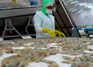 Honduras llega a acuerdo parcial con China para exportar camarón sin pagar aranceles