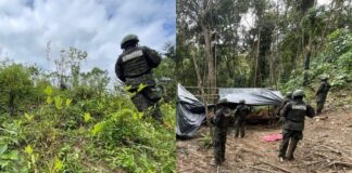 Fuerzas Armadas aseguran más de 21 mil arbustos de coca en Iriona