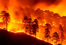 Honduras registra este año más de 4.800 hectáreas afectadas por 146 incendios forestales