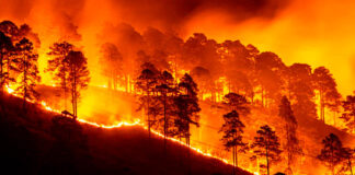 Honduras registra este año más de 4.800 hectáreas afectadas por 146 incendios forestales