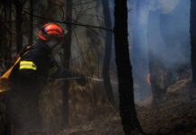 No se ha declarado emergencia forestal por incendios, aclara el ICF