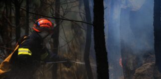 No se ha declarado emergencia forestal por incendios, aclara el ICF