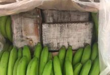 Policía de Ecuador halla 293 kilos de cocaína en envíos de bananas que iban a Países Bajos