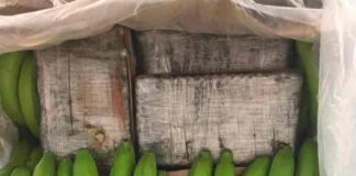 Policía de Ecuador halla 293 kilos de cocaína en envíos de bananas que iban a Países Bajos