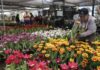 Un pueblo mexicano cultiva 200.000 macetas de tulipanes de 50 variedades para San Valentín