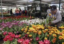 Un pueblo mexicano cultiva 200.000 macetas de tulipanes de 50 variedades para San Valentín
