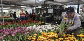 Un pueblo mexicano cultiva 200.000 macetas de tulipanes de 50 variedades para San Valentín