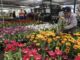 Un pueblo mexicano cultiva 200.000 macetas de tulipanes de 50 variedades para San Valentín