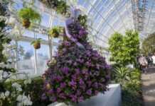 Cuatro mil orquídeas marcan tendencia en el Jardín Botánico de Nueva York