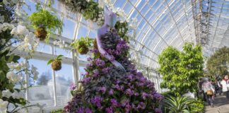 Cuatro mil orquídeas marcan tendencia en el Jardín Botánico de Nueva York