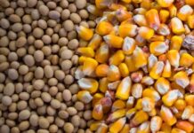 La cosecha brasileña de granos caerá un 6.3 % este año impactada por el clima