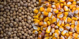 La cosecha brasileña de granos caerá un 6.3 % este año impactada por el clima