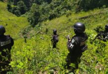 Fuerzas Armadas de Honduras aseguran 109,2 hectáreas con 367.750 plantas de hoja de coca