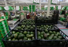 El Super Bowl recibirá 15.227 toneladas de aguacate de productores de Jalisco, en México