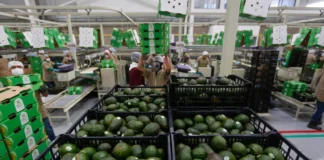 El Super Bowl recibirá 15.227 toneladas de aguacate de productores de Jalisco, en México