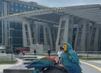 Un hombre de Turquía descubrió gracias a sus loros que su mujer lo estaba engañando