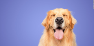 Los perros son capaces de reconocer los nombres de objetos que conocen